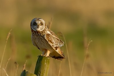 short-eared owl.... velduil