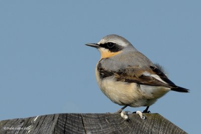 northern wheatear.... tapuit