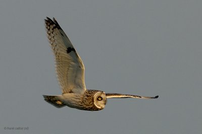 short-eared owl.... velduil