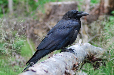 Raven ( Korp )