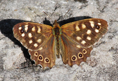 Kvickgrsfjril ( Pararge aegeria )