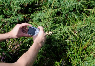 Fotografering av Makaonfjril Svarthall Halland 17.8-07