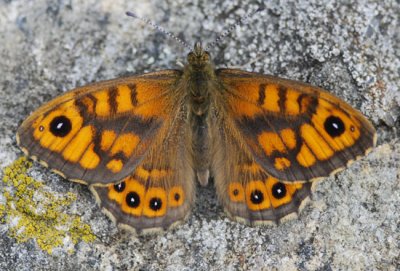 Svingelgrsfjril ( Lasiommata megera )