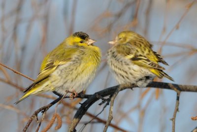 Eurasian siskin ( Grnsiska )