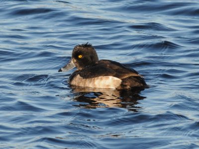 Tufted duck ( Vigg )
