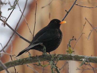 Blackbird ( Koltrast )