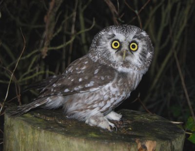 Tengmalm`s Owl ( Pärluggla )