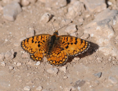 Lesser spotted Fritillary