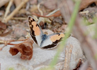 Blue-spotted arab