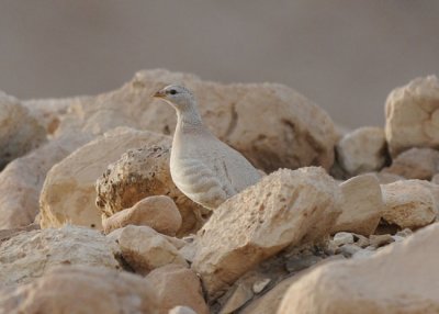 Desert partridge