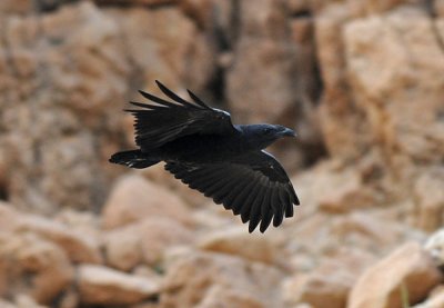 Fan-tailed raven