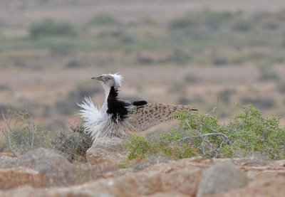 Houbara´s bustard