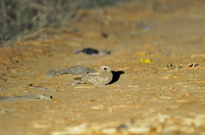 Nubian nightjar