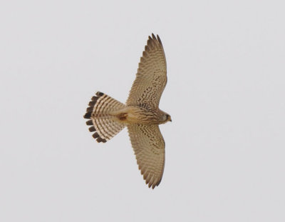 Lesser kestrel