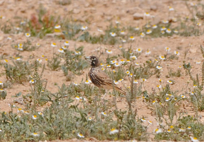 Thick-billed lark