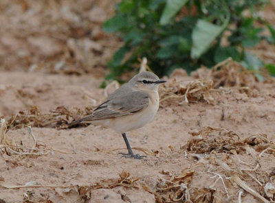 Isabelline wheatear