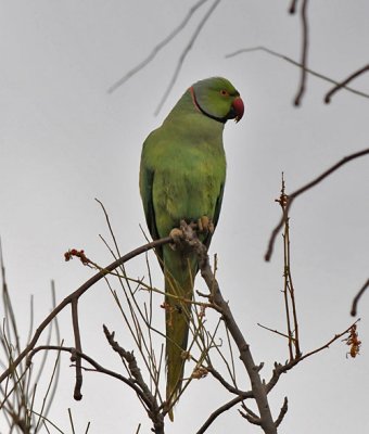 Rosa-necked parakeet