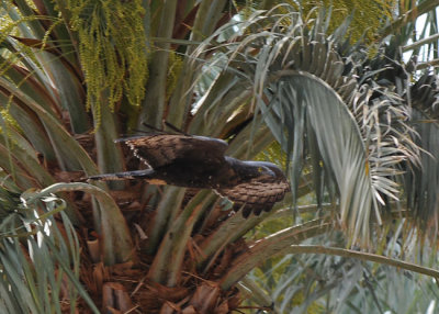 Crested-honey buzzard