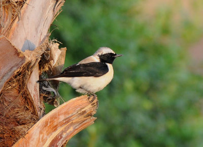 Black-eared wheatear