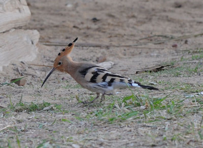 Hoopoe