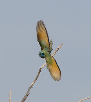 Little-green bee-eater