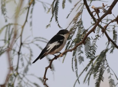 Semicollared flycatcher