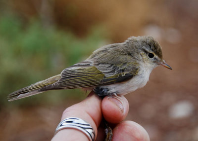 Bonellis warbler