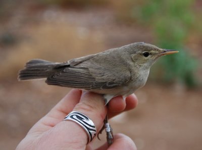 Olivaceous warbler