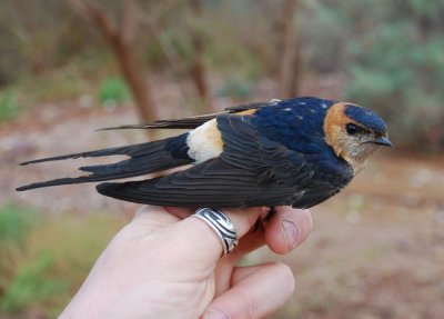 Red- rumped swallow