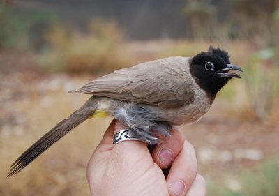 Yellow-wented bulbyl