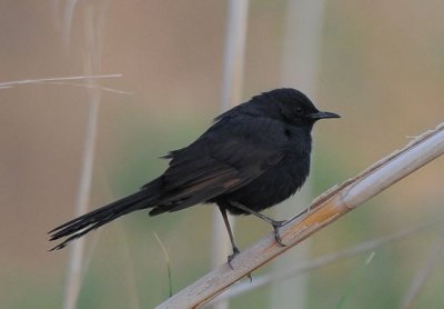 Black-Bush Robin in Yotvata