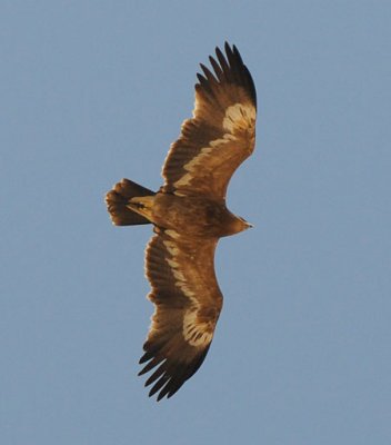 Steppe eagle 3k