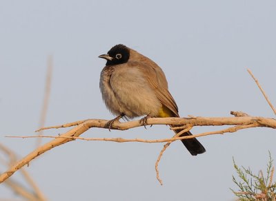 Yellow -wented bulbyl