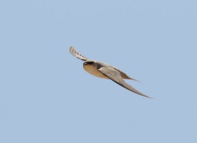 African cliff-swallow