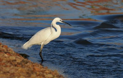 Little egret