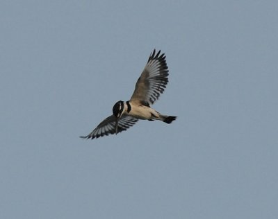 Pied kingfisher