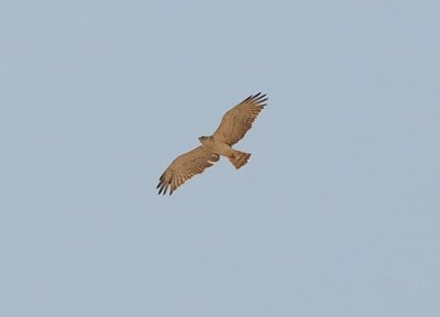Short-toed Eagle a wery pale bird. One of our about 40 during our stage