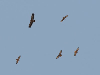 Steppe Eagle and Steppe buzzards