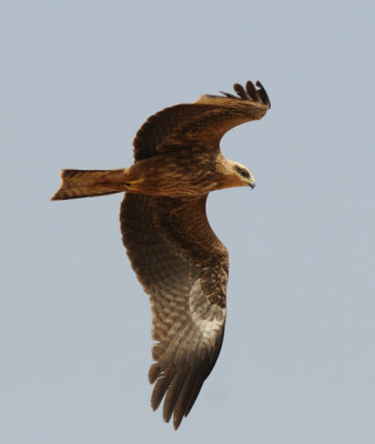 Black kite