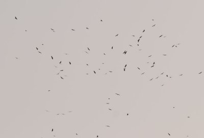 Steppe buzzards a flock of over 22 000 this evening at Eilat mountains