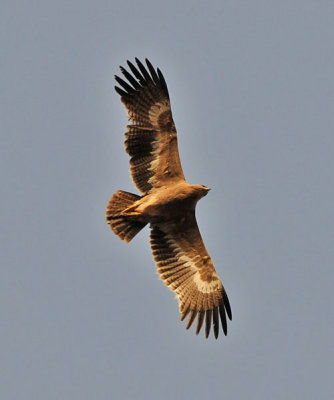 Steppe eagle