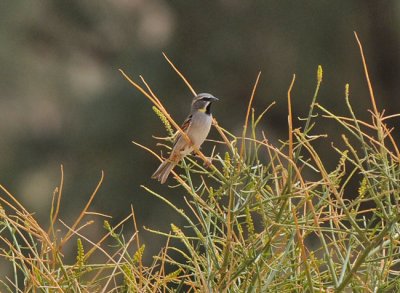 Dead sea sparrow