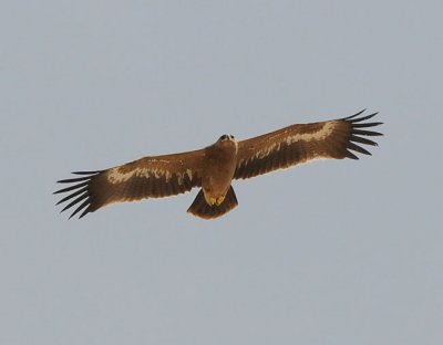 Steppe eagle