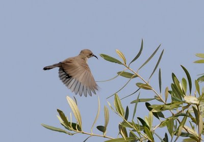 Palestine sunbird