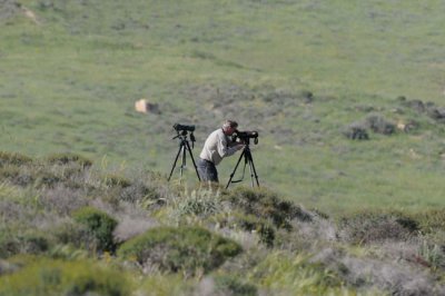 Mikael Nelin watching Long-billed pipit
