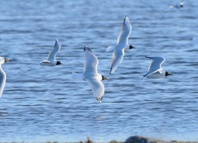  Gettern Halland