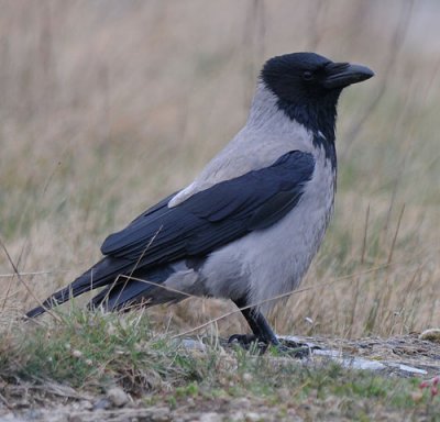Grey crow (Kråka )