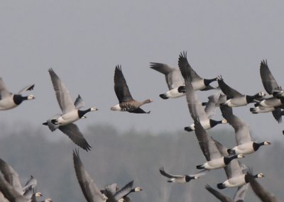 Lesser-white fronted Goose (Fjllgs )