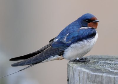 Barn Swallow ( Ladusvala )