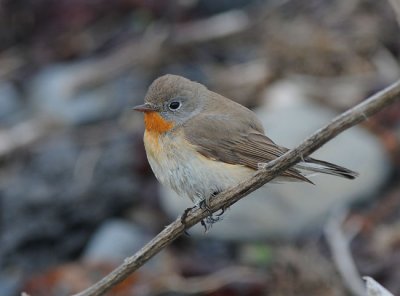 Red-Breasted Flycatcher ( Mindre flugsnappare )